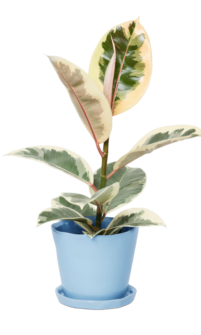 Tika Pot & Saucer | 5 inch - Chive Ceramics Studio - Pots - Chive Ceramics Studio