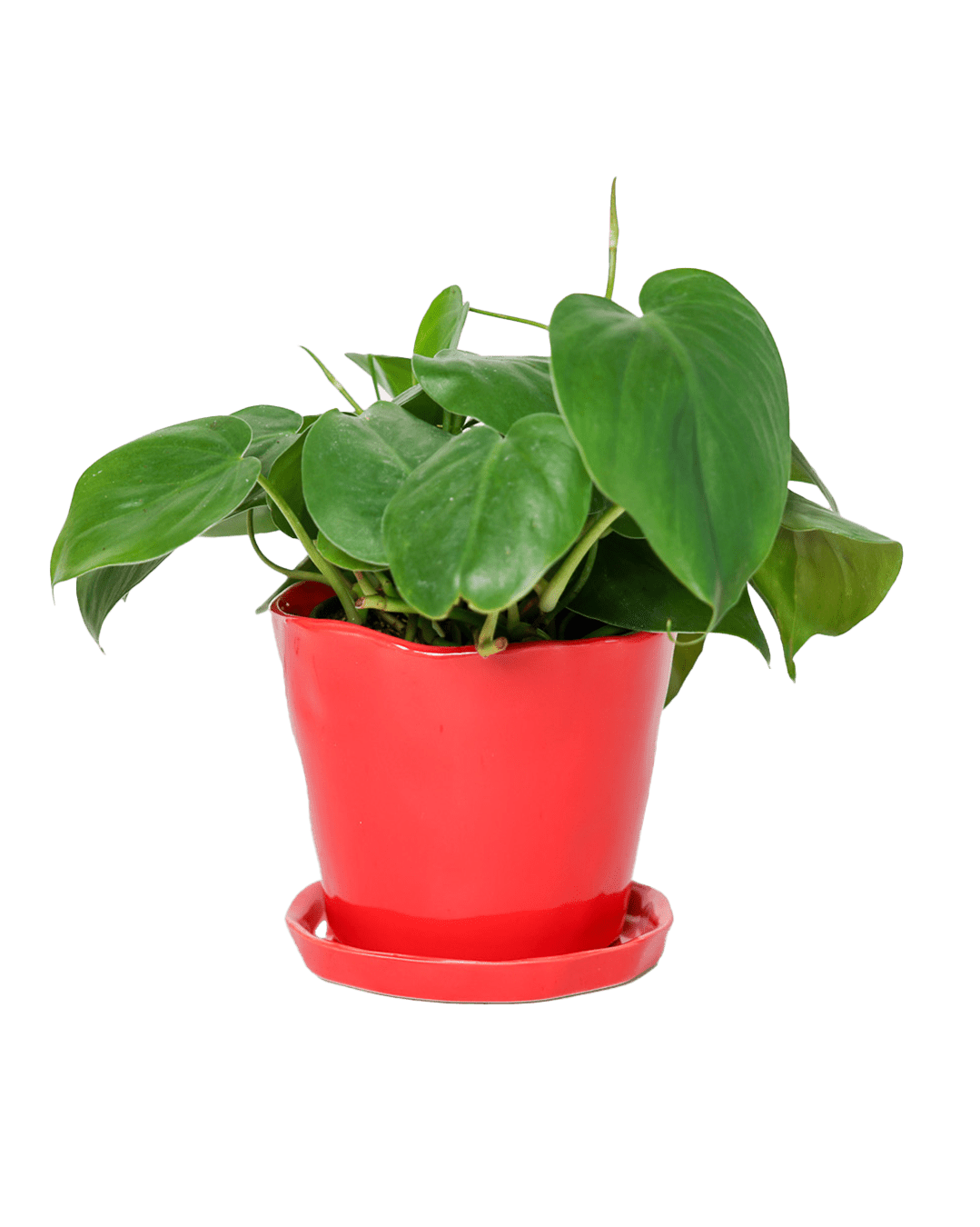 Tika Pot & Saucer | 5 inch - Chive Ceramics Studio - Pots - Chive Ceramics Studio