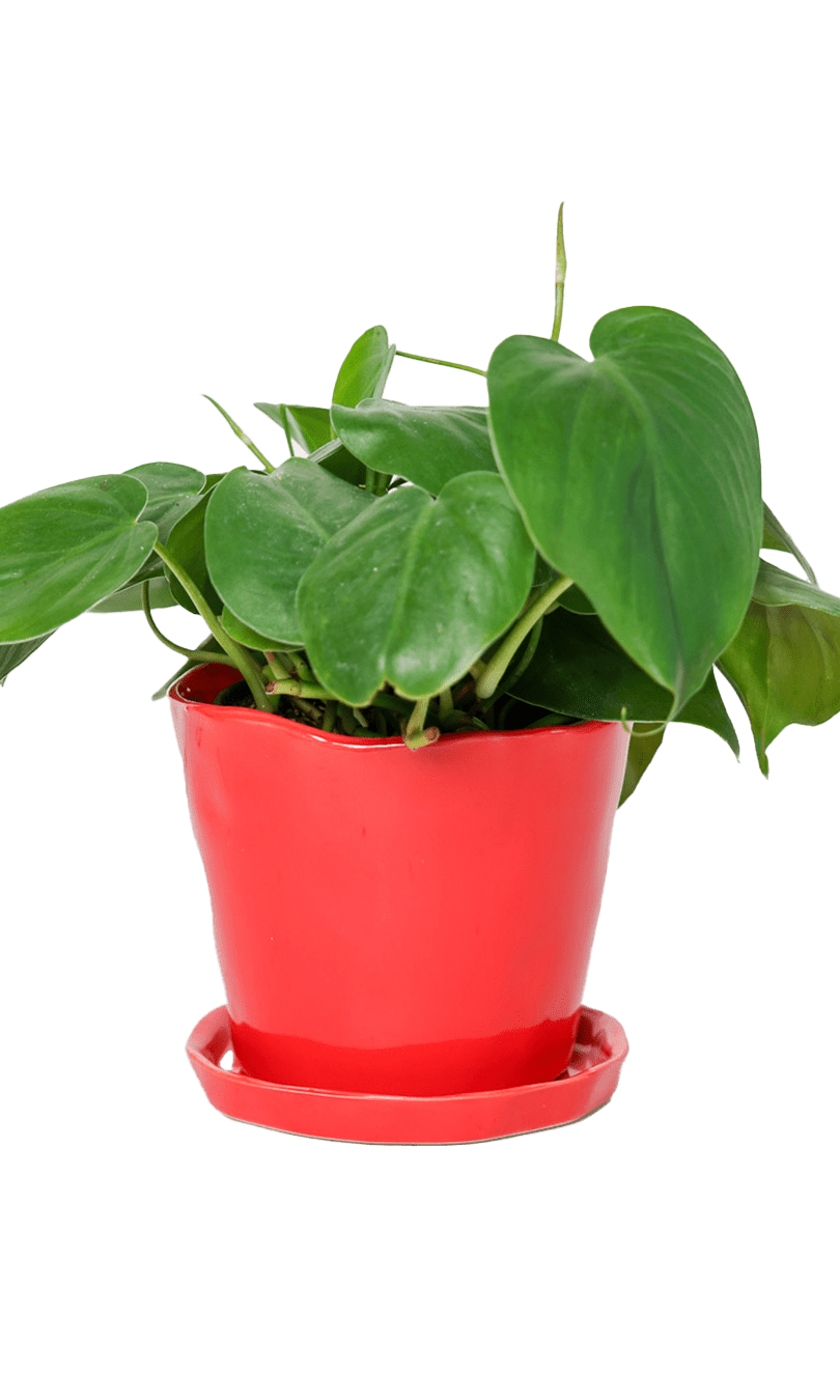 Tika Pot & Saucer | 5 inch - Chive Ceramics Studio - Pots - Chive Ceramics Studio