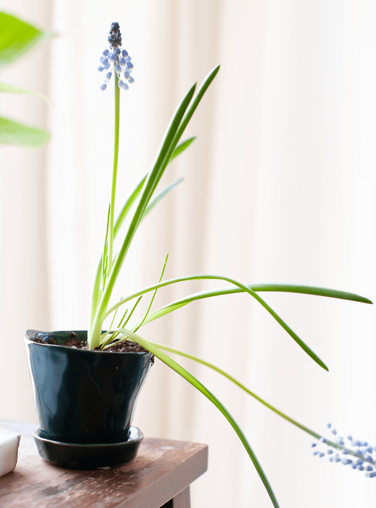Tika Ceramic Pot & Saucer Set With Drainage - Chive Ceramics Studio - Pots - Chive Ceramics Studio
