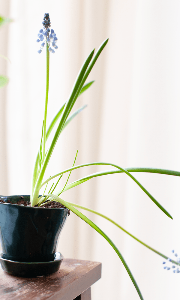 Tika Ceramic Pot & Saucer Set With Drainage - Chive Ceramics Studio - Pots - Chive Ceramics Studio