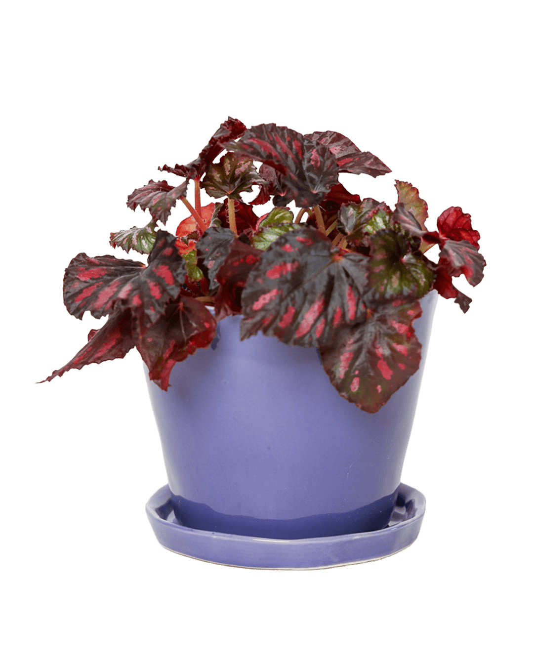 Tika Pot & Saucer | 5 inch - Chive Ceramics Studio - Pots - Chive Ceramics Studio