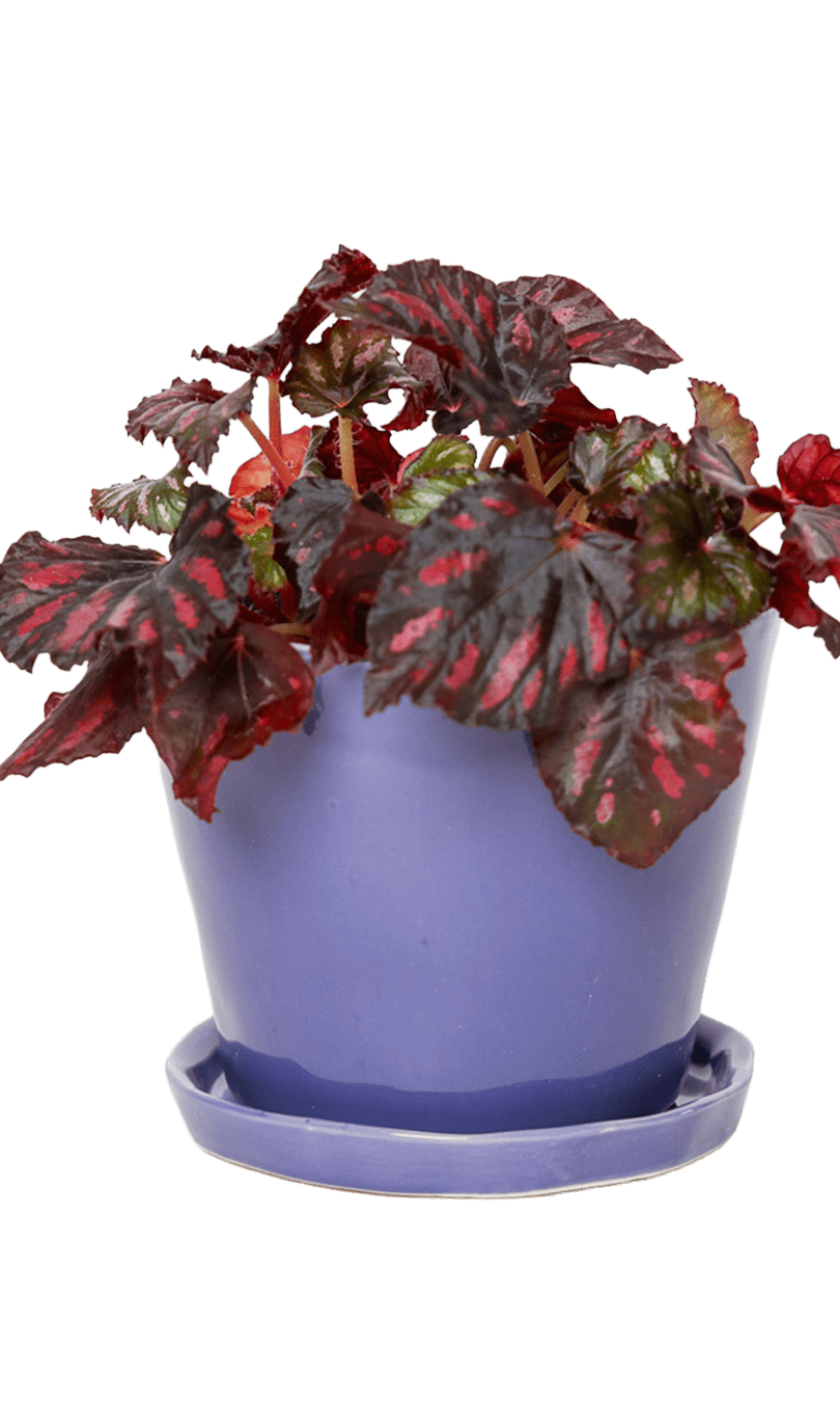 Tika Pot & Saucer | 5 inch - Chive Ceramics Studio - Pots - Chive Ceramics Studio