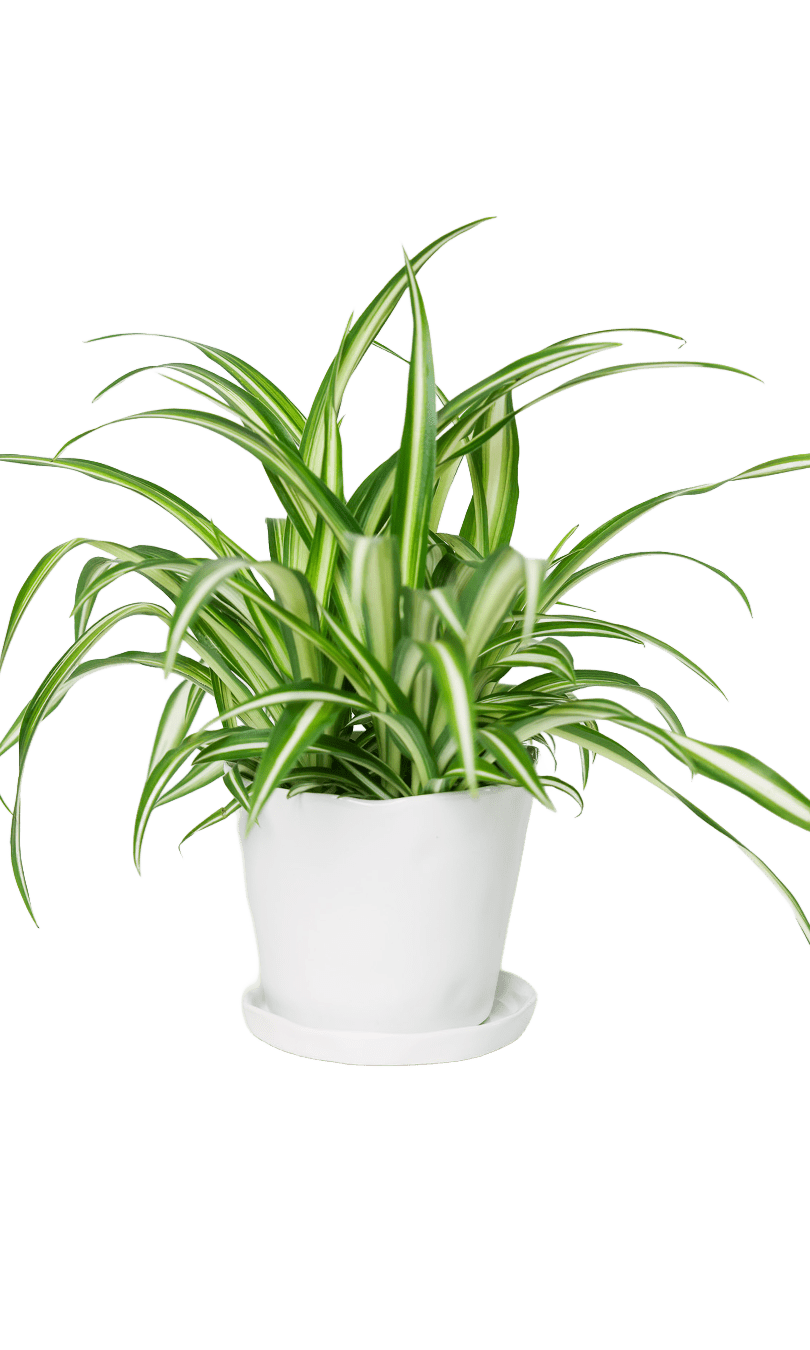 Tika Pot & Saucer | 5 inch - Chive Ceramics Studio - Pots - Chive Ceramics Studio