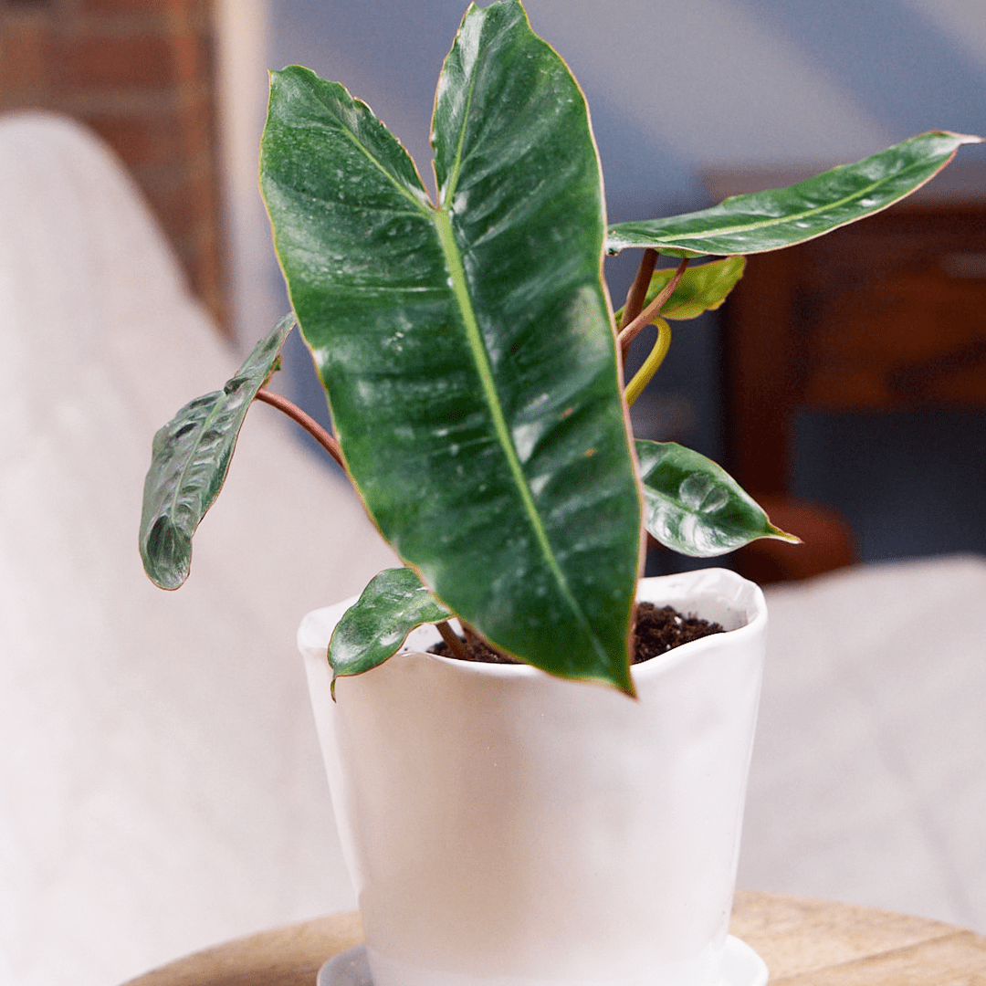 Tika Pot & Saucer | 5 inch - Chive Ceramics Studio - Pots - Chive Ceramics Studio