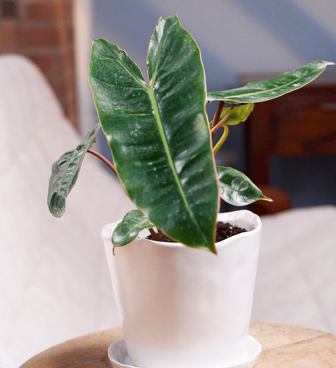 Tika Pot & Saucer | 5 inch - Chive Ceramics Studio - Pots - Chive Ceramics Studio