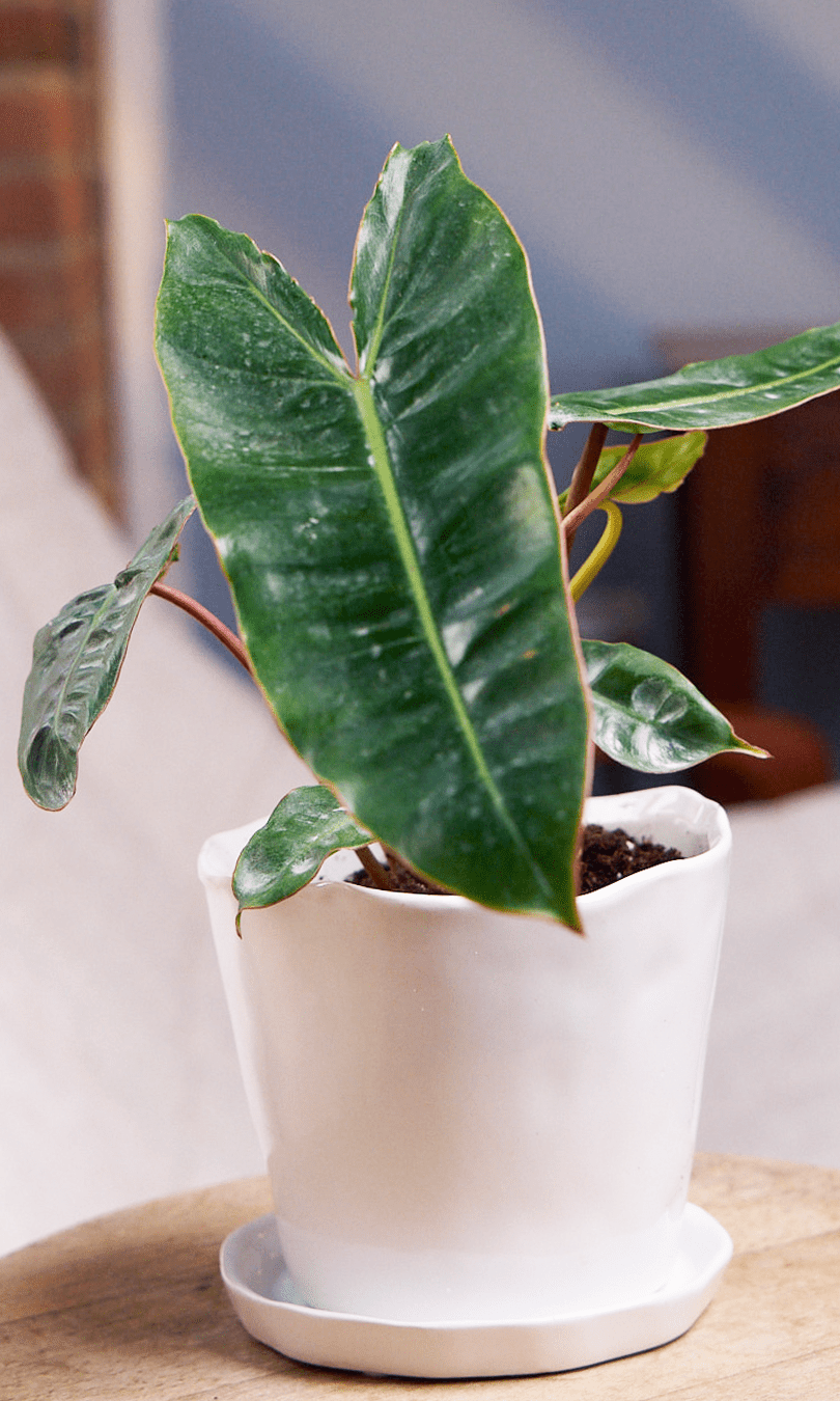 Tika Ceramic Pot & Saucer Set With Drainage - Chive Ceramics Studio - Pots - Chive Ceramics Studio
