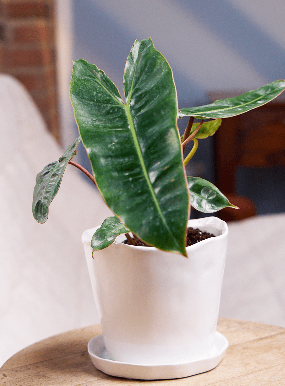 Tika Ceramic Pot & Saucer Set With Drainage - Chive Ceramics Studio - Pots - Chive Ceramics Studio