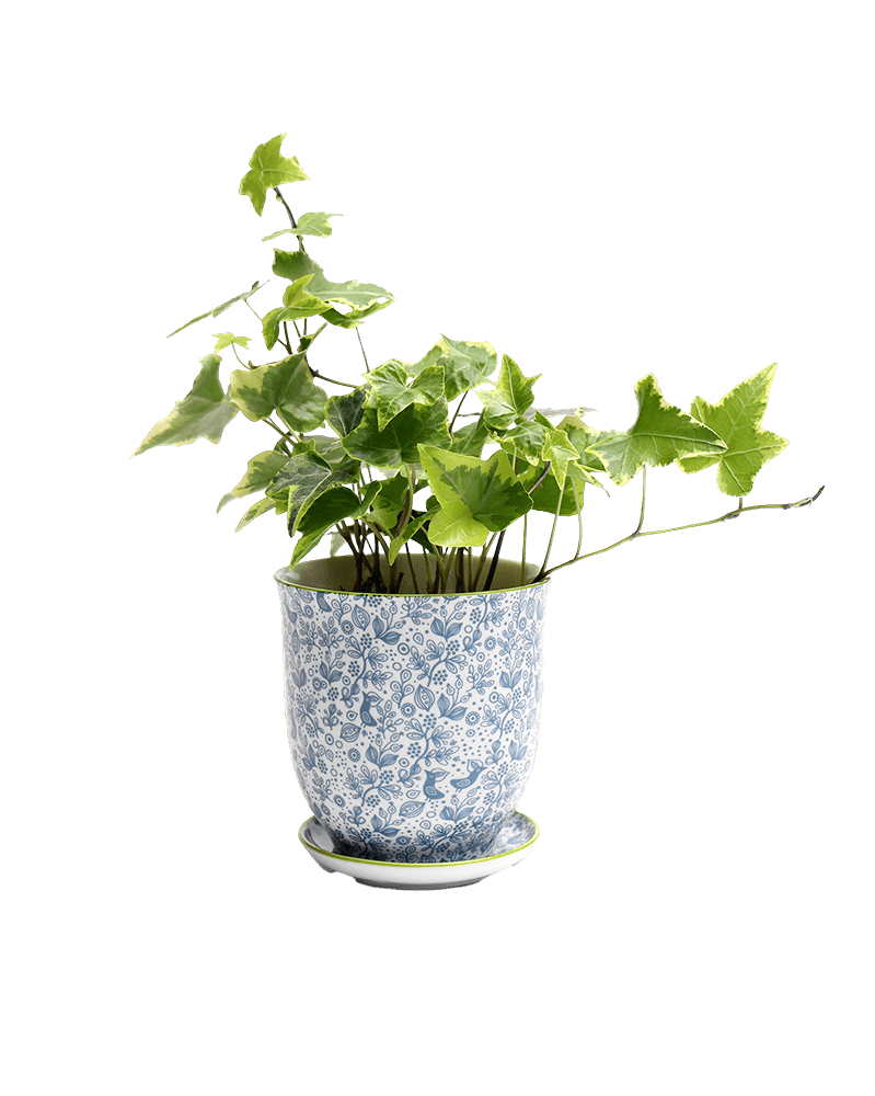 Liberte Porcelain 4.25" Pot And Saucer - Chive Ceramics Studio - Pots - Chive Ceramics Studio