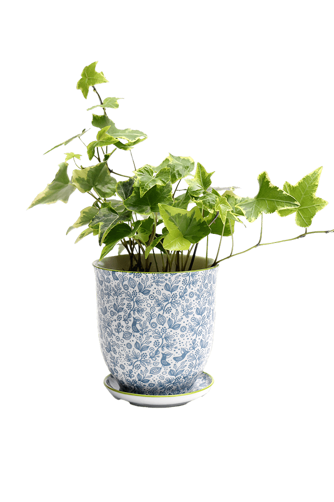 Liberte Porcelain 4.25" Pot And Saucer - Chive Ceramics Studio - Pots - Chive Ceramics Studio