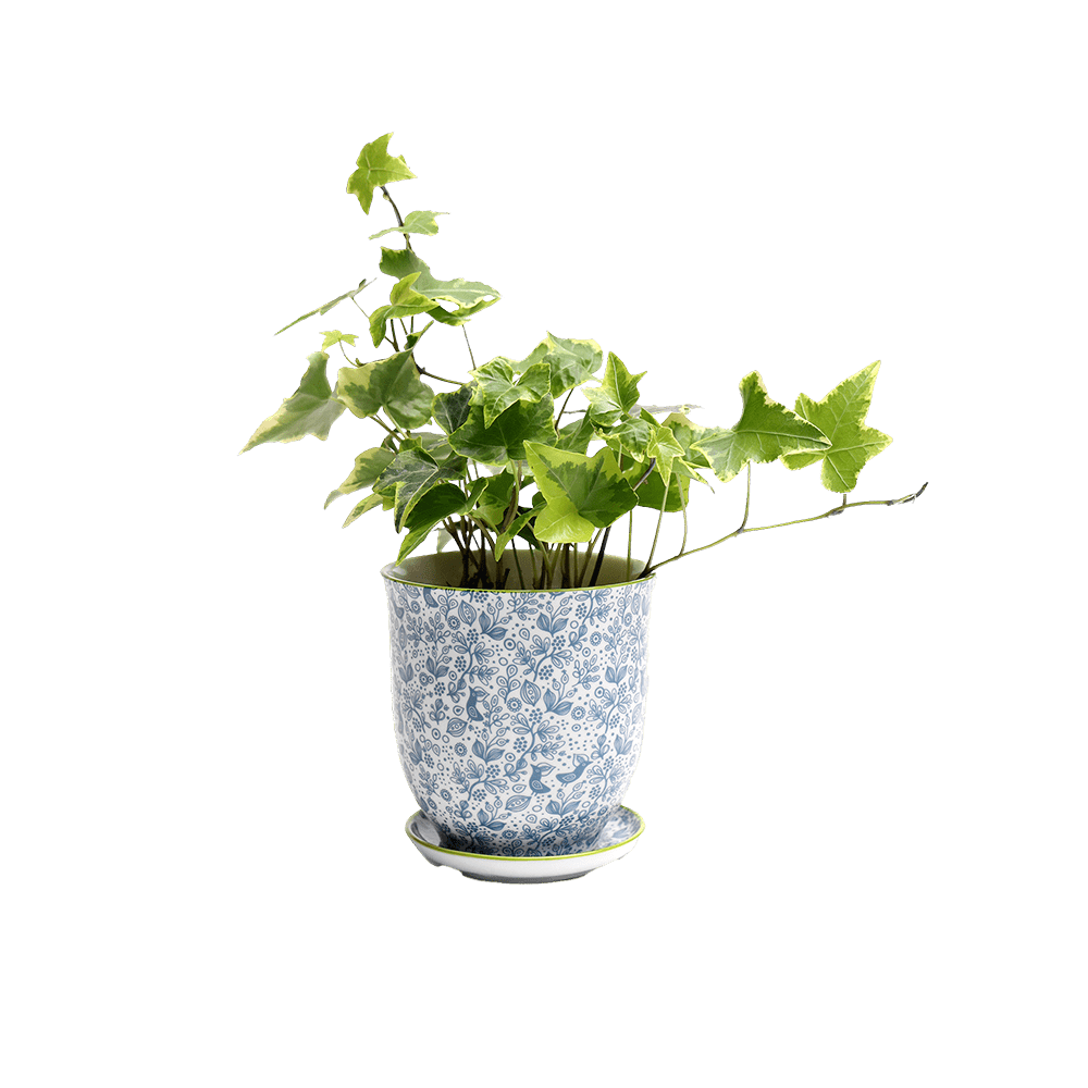 Liberte Porcelain 4.25" Pot And Saucer - Chive Ceramics Studio - Pots - Chive Ceramics Studio