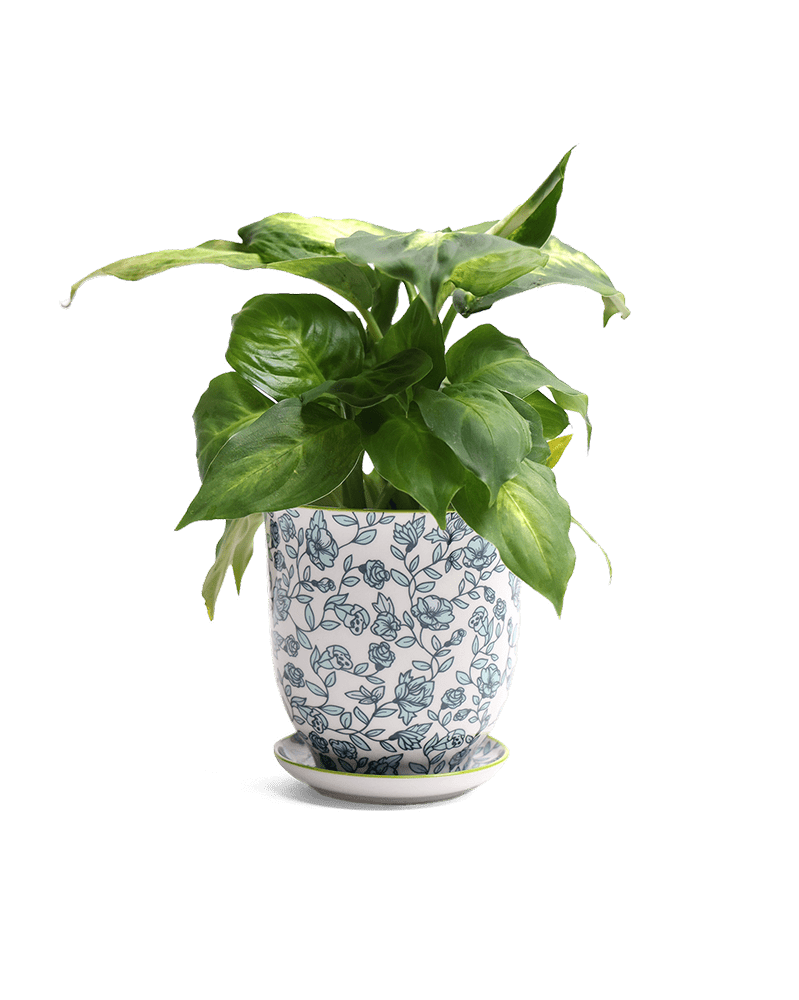 Liberte Porcelain Pot And Saucer Set With Drainage - Chive Ceramics Studio - Pots - Chive Ceramics Studio