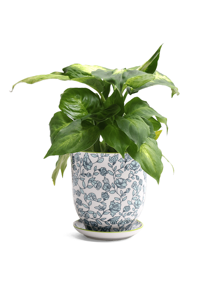 Liberte Porcelain Pot And Saucer Set With Drainage - Chive Ceramics Studio - Pots - Chive Ceramics Studio