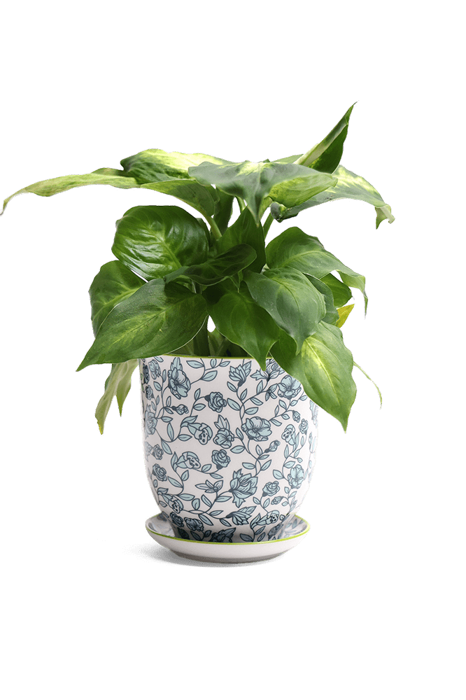 Liberte Porcelain Pot And Saucer Set With Drainage - Chive Ceramics Studio - Pots - Chive Ceramics Studio