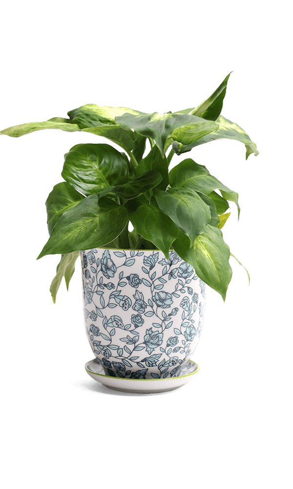 Liberte Porcelain Pot And Saucer Set With Drainage - Chive Ceramics Studio - Pots - Chive Ceramics Studio