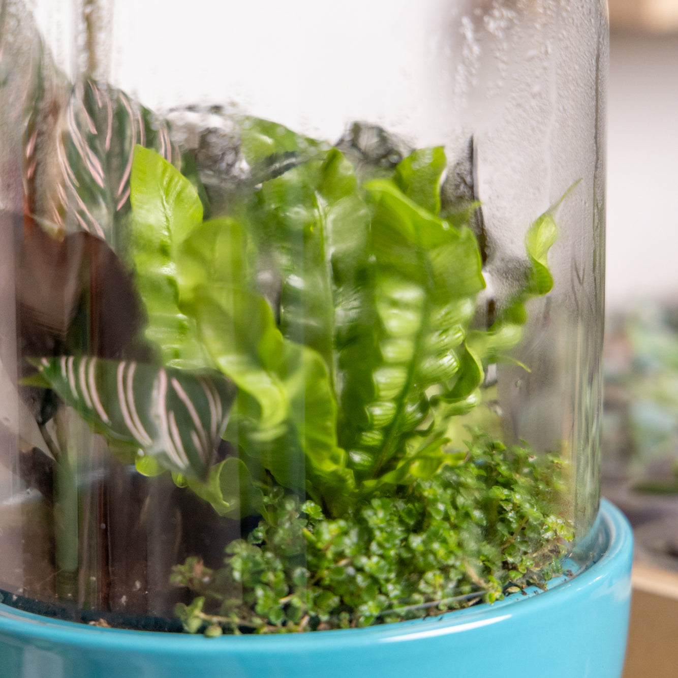 Pill Glass Terrarium Jar For Succulents - Chive Ceramics Studio - Terrariums - Chive Wholesale