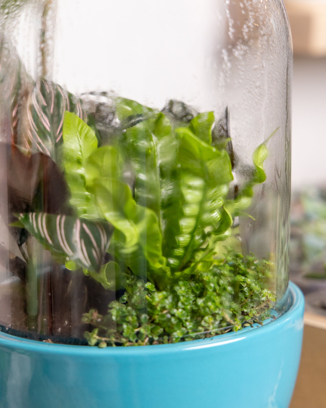 Pill Glass Terrarium Jar For Succulents - Chive Ceramics Studio - Terrariums - Chive Wholesale