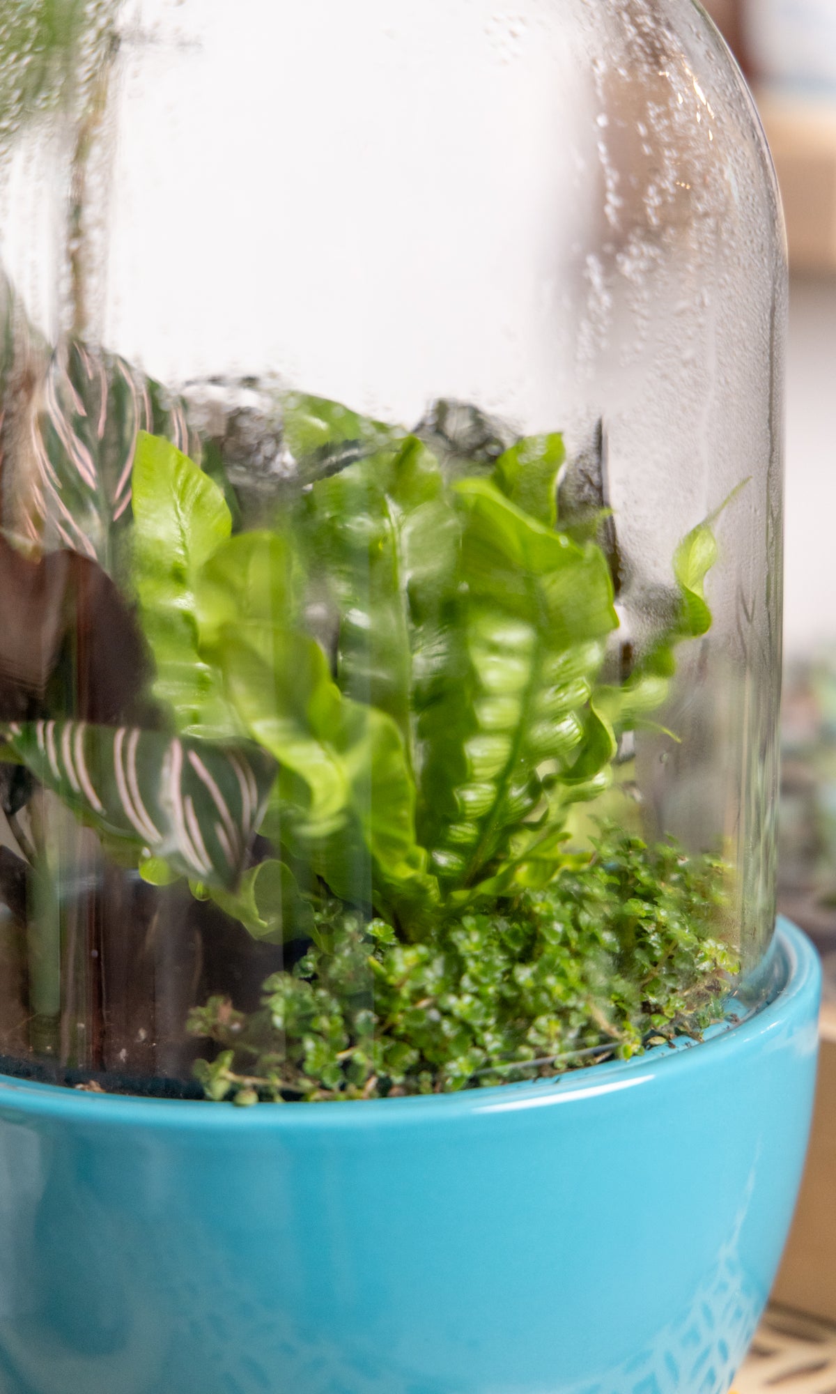 Pill Glass Terrarium Jar For Succulents - Chive Ceramics Studio - Terrariums - Chive Wholesale