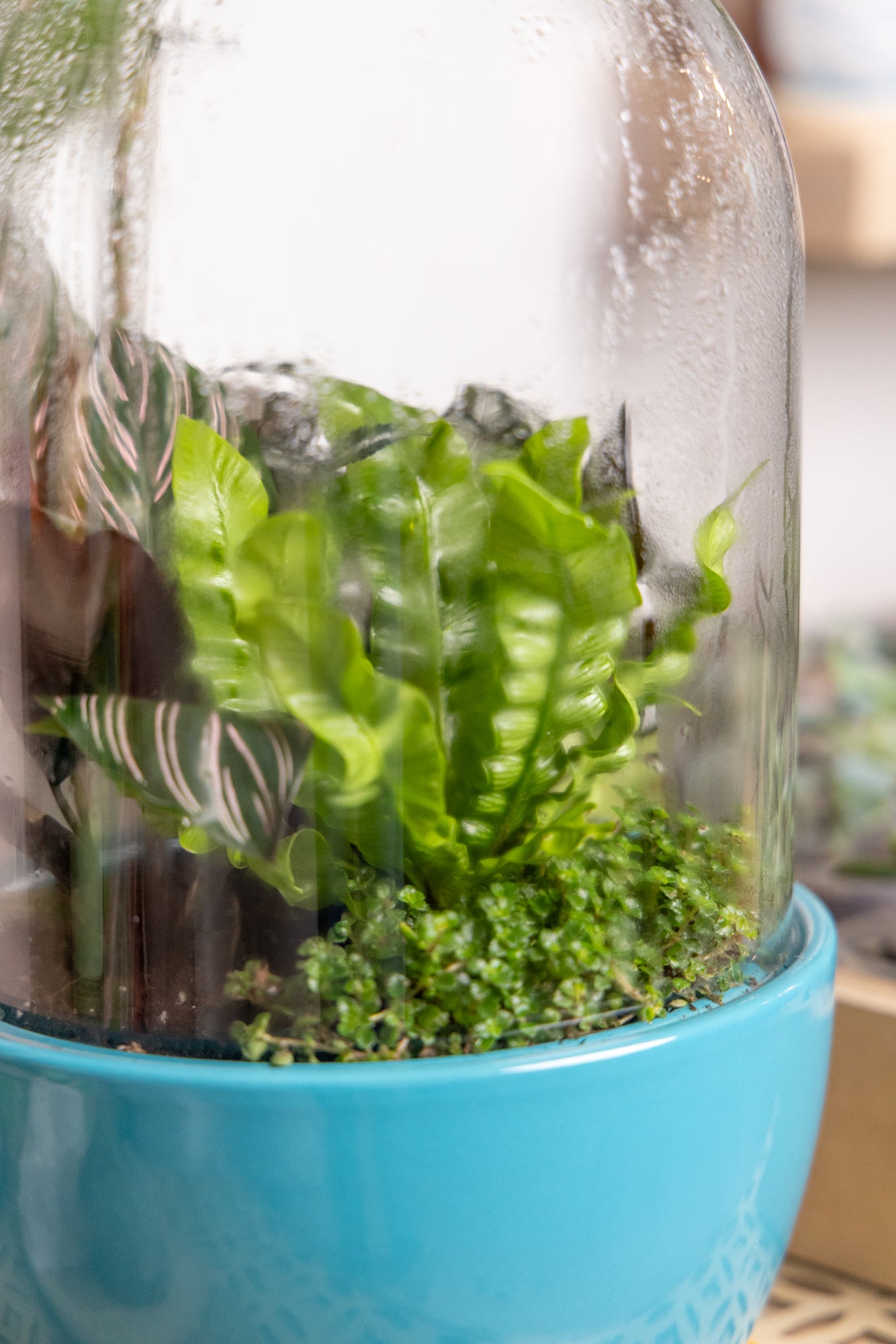 Pill Glass Terrarium Jar For Succulents - Chive Ceramics Studio - Terrariums - Chive Wholesale