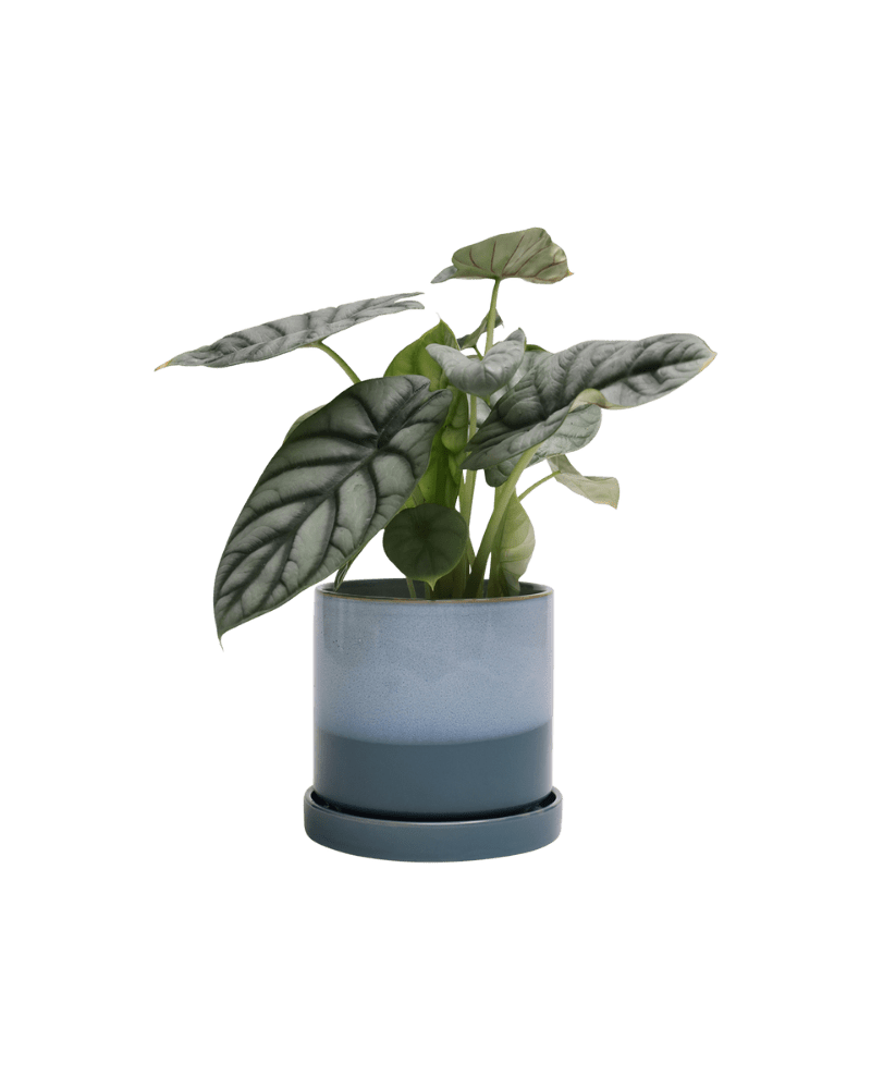 Minute Ceramic Pot And Saucer Set With Drainage - Chive Ceramics Studio - Pots - Chive Ceramics Studio