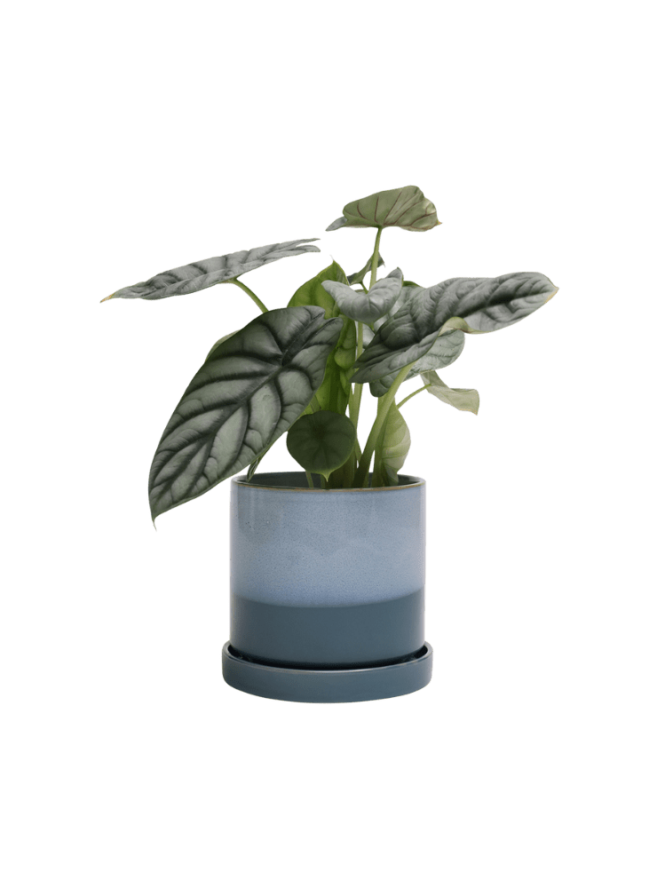 Minute Ceramic Pot And Saucer Set With Drainage - Chive Ceramics Studio - Pots - Chive Ceramics Studio