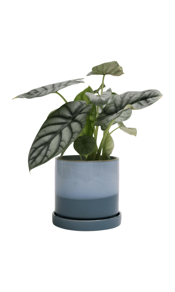 Minute Ceramic Pot And Saucer Set With Drainage - Chive Ceramics Studio - Pots - Chive Ceramics Studio