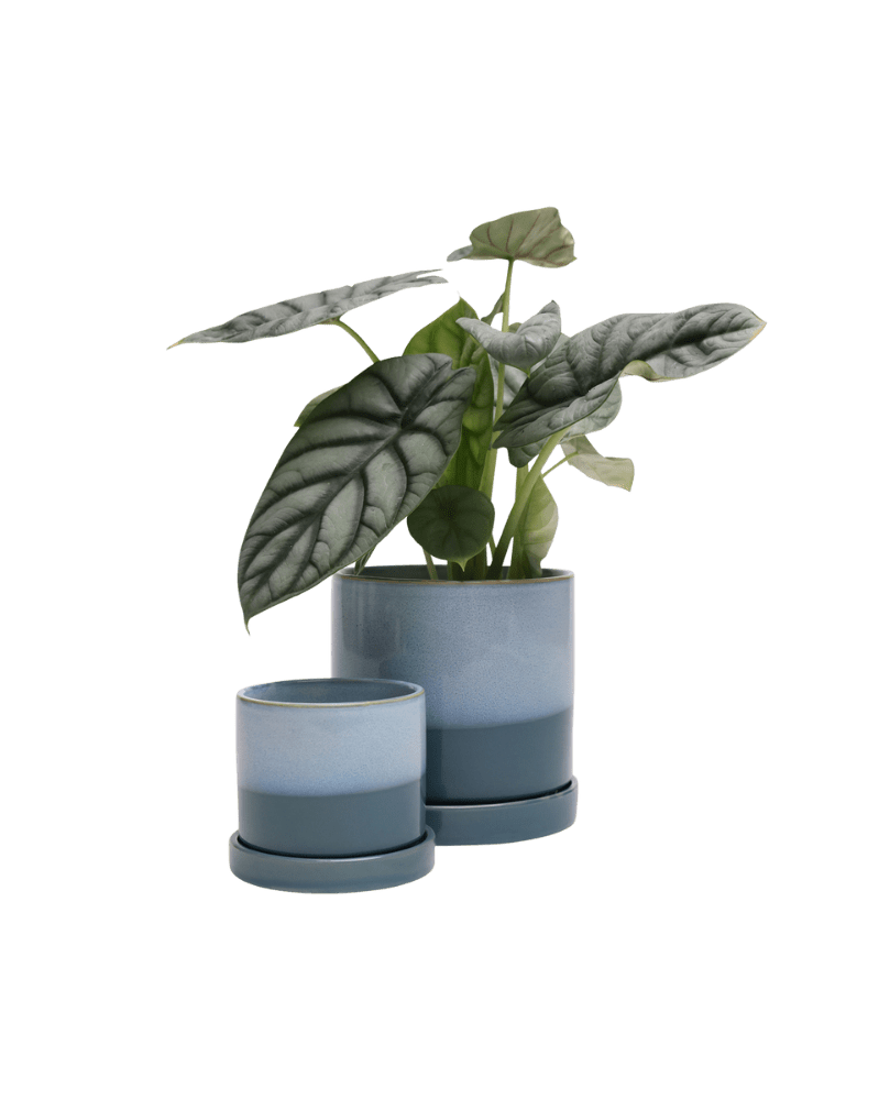 Minute Ceramic Pot And Saucer Set With Drainage - Chive Ceramics Studio - Pots - Chive Ceramics Studio