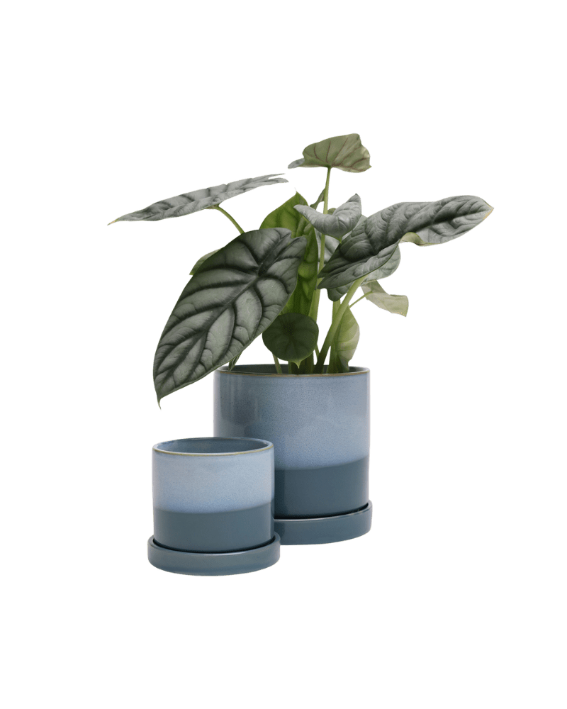 Minute Ceramic Pot And Saucer Set With Drainage - Chive Ceramics Studio - Pots - Chive Ceramics Studio