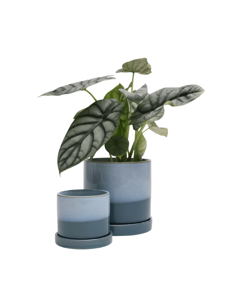 Minute Ceramic Pot And Saucer Set With Drainage - Chive Ceramics Studio - Pots - Chive Ceramics Studio