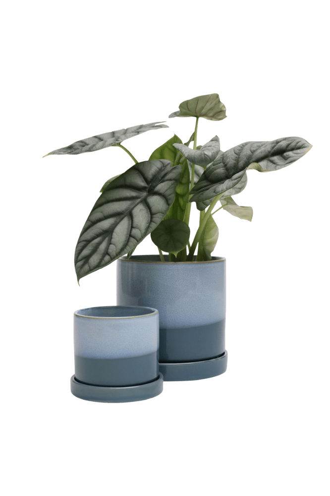 Minute Ceramic Pot And Saucer Set With Drainage - Chive Ceramics Studio - Pots - Chive Ceramics Studio