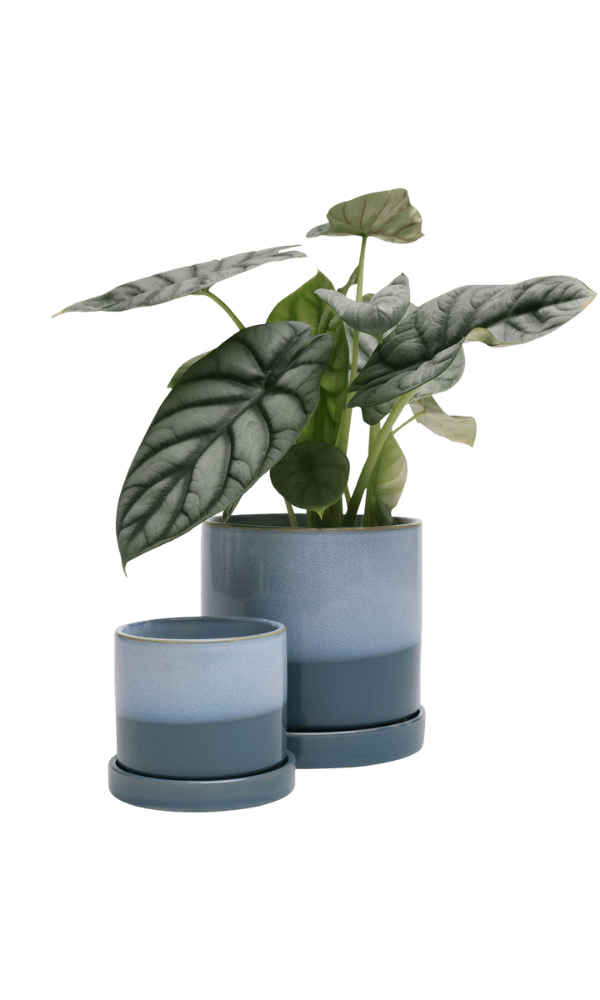 Minute Ceramic Pot And Saucer Set With Drainage - Chive Ceramics Studio - Pots - Chive Ceramics Studio