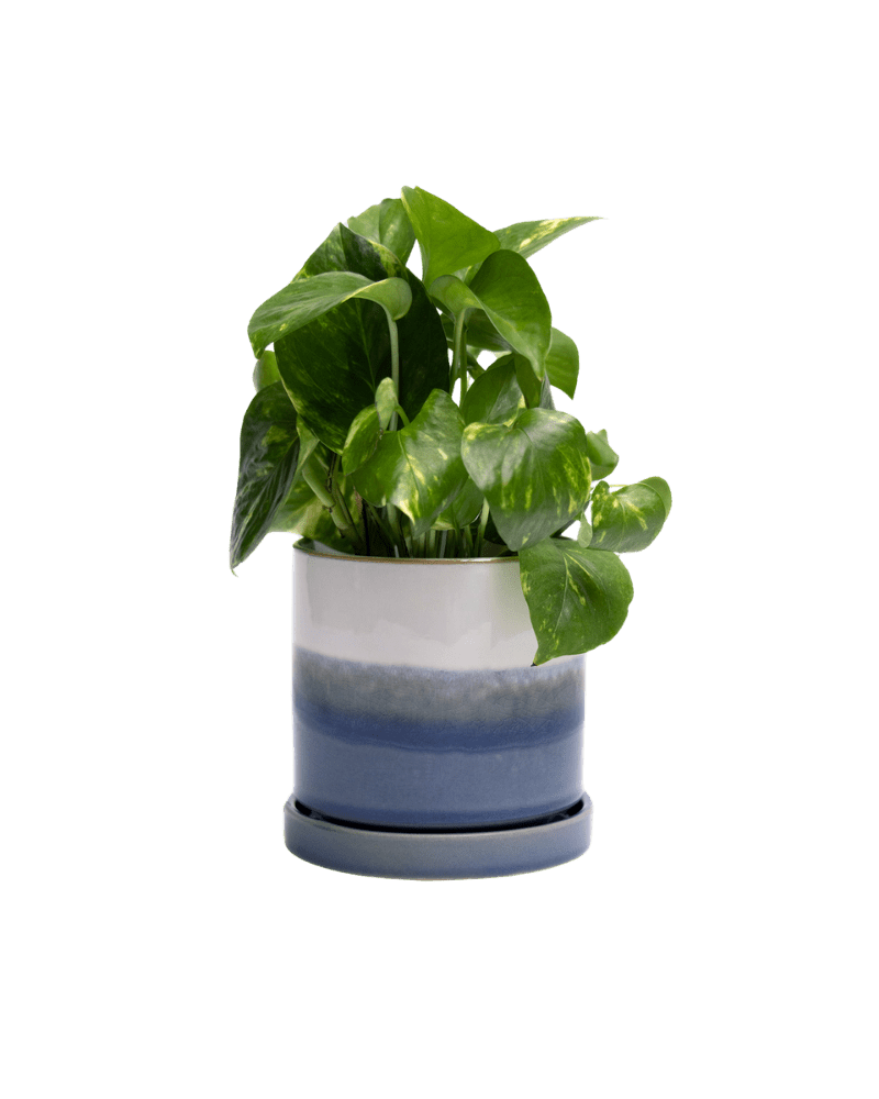 Minute Ceramic Pot And Saucer Set With Drainage | 5 inch - Chive Ceramics Studio - Pots - Chive Ceramics Studio