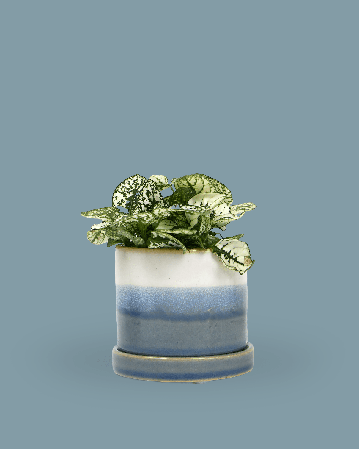 Minute Ceramic 5" Pot And Saucer Set - Chive Ceramics Studio - Pots - Chive Ceramics Studio