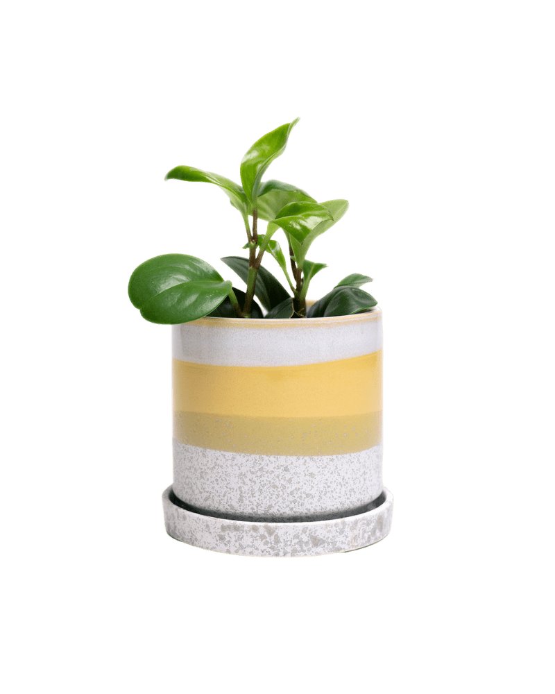 Minute Ceramic Pot And Saucer Set With Drainage | 5 inch - Chive Ceramics Studio - Pots - Chive Ceramics Studio