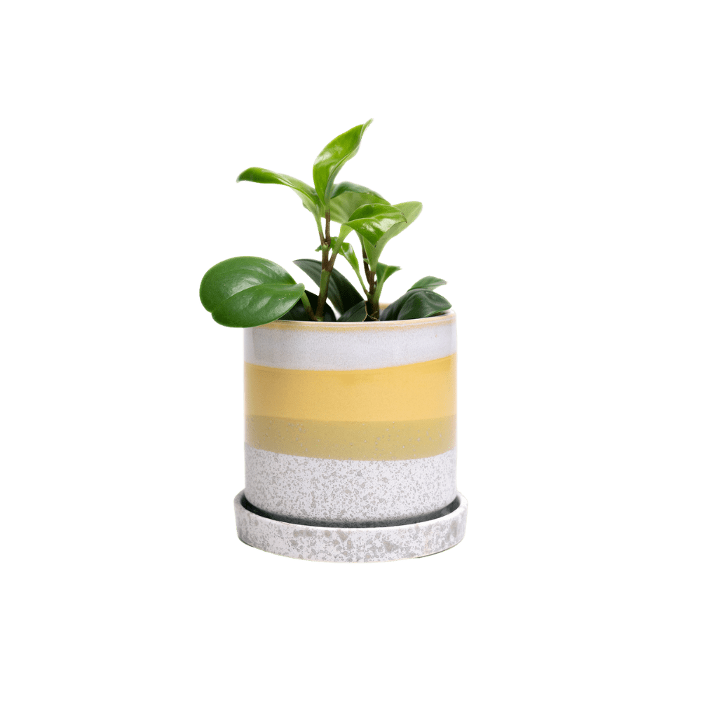 Minute Ceramic Pot And Saucer Set With Drainage | 5 inch - Chive Ceramics Studio - Pots - Chive Ceramics Studio