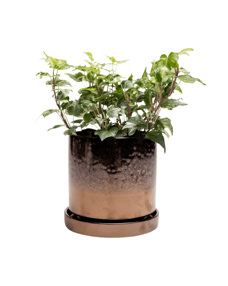 Minute Ceramic Pot And Saucer Set With Drainage - Chive Ceramics Studio - Pots - Chive Ceramics Studio