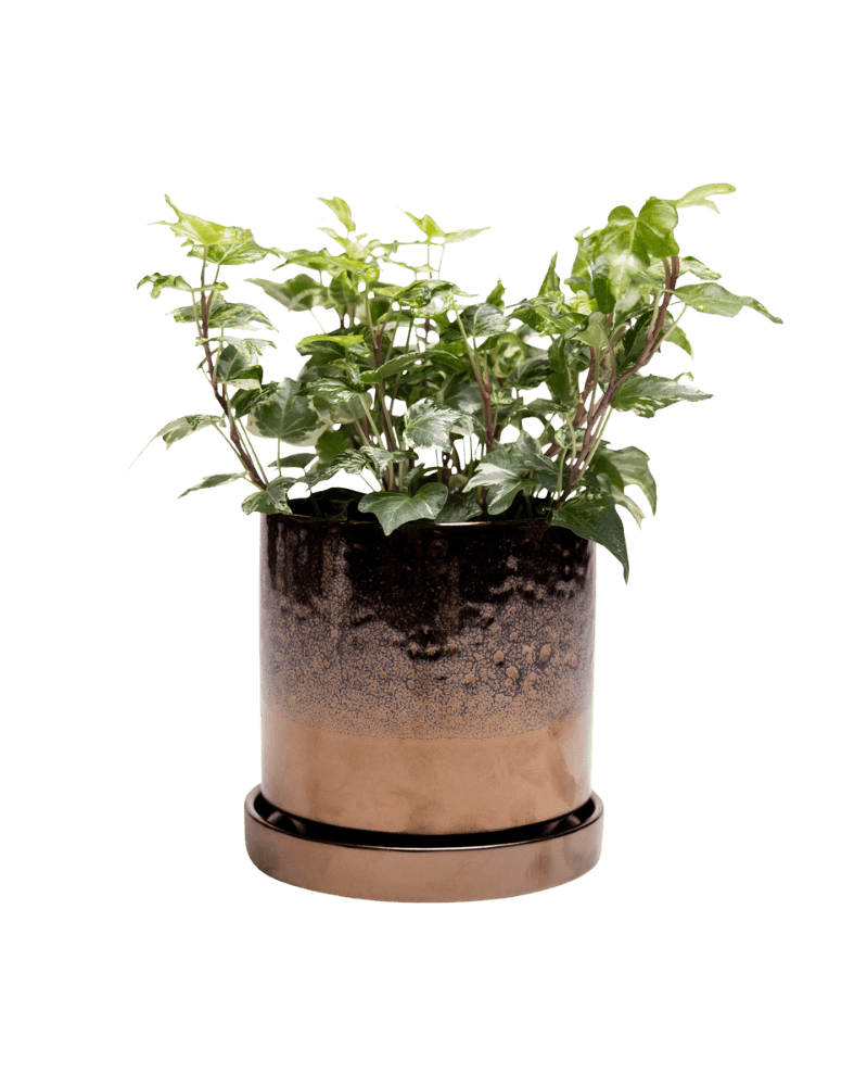 Minute Ceramic Pot And Saucer Set With Drainage - Chive Ceramics Studio - Pots - Chive Ceramics Studio