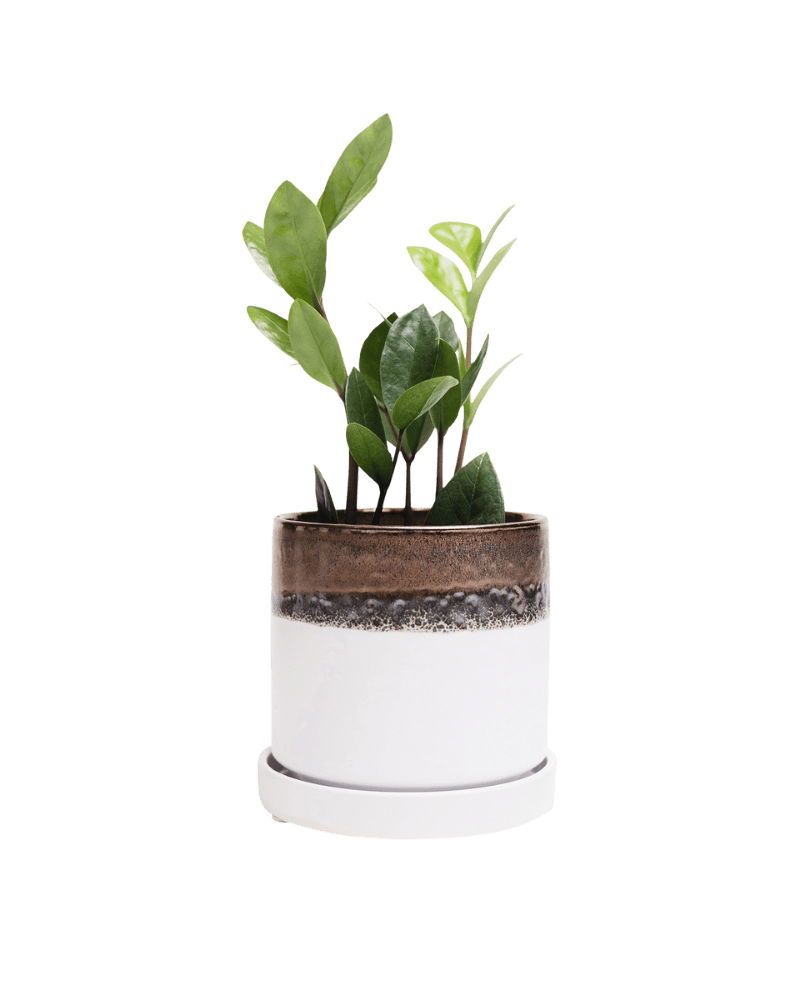 Minute Ceramic Pot And Saucer Set With Drainage - Chive Ceramics Studio - Pots - Chive Ceramics Studio