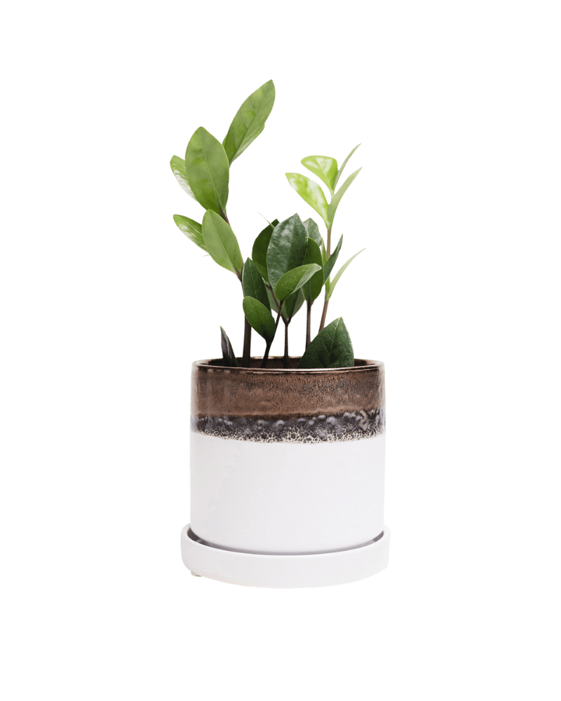 Minute Ceramic Pot And Saucer Set With Drainage - Chive Ceramics Studio - Pots - Chive Ceramics Studio