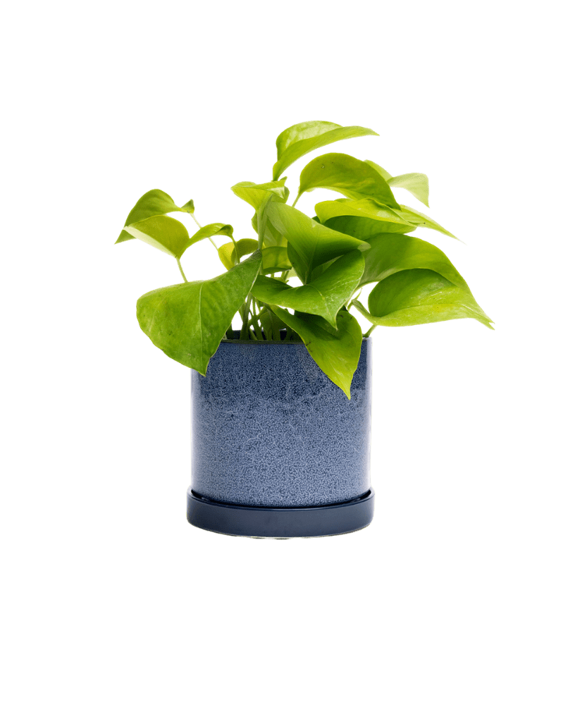 Minute Ceramic Pot And Saucer Set With Drainage - Chive Ceramics Studio - Pots - Chive Ceramics Studio