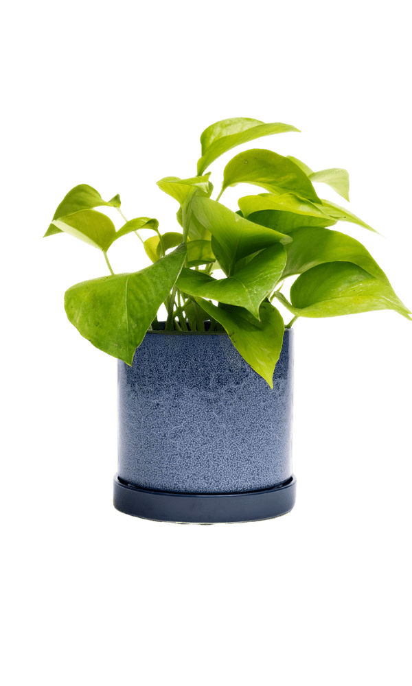 Minute Ceramic Pot And Saucer Set With Drainage - Chive Ceramics Studio - Pots - Chive Ceramics Studio