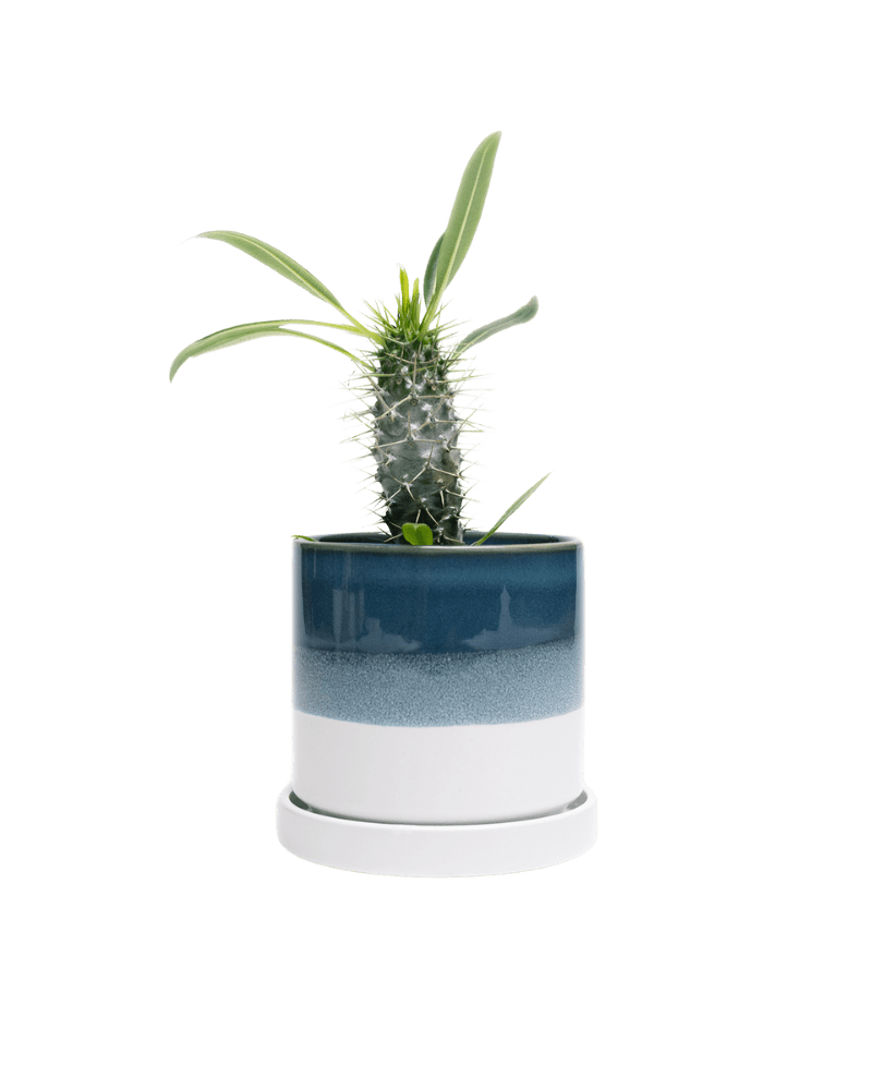 Minute Ceramic Pot And Saucer Set With Drainage | 5 inch - Chive Ceramics Studio - Pots - Chive Ceramics Studio