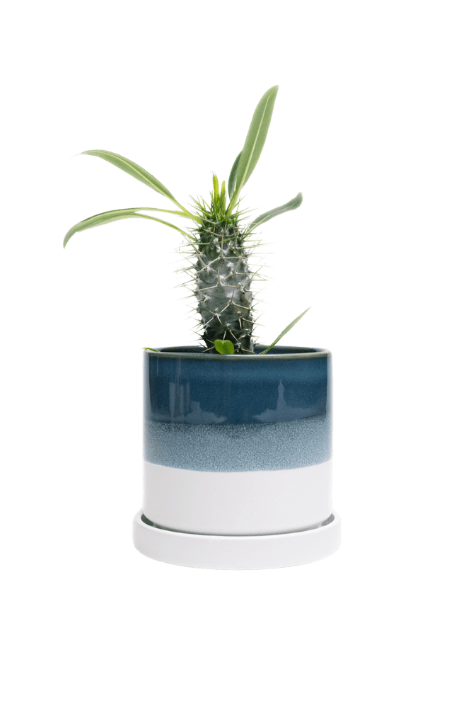 Minute Ceramic Pot And Saucer Set With Drainage | 5 inch - Chive Ceramics Studio - Pots - Chive Ceramics Studio