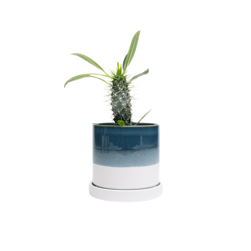 Minute Ceramic Pot And Saucer Set With Drainage | 5 inch - Chive Ceramics Studio - Pots - Chive Ceramics Studio