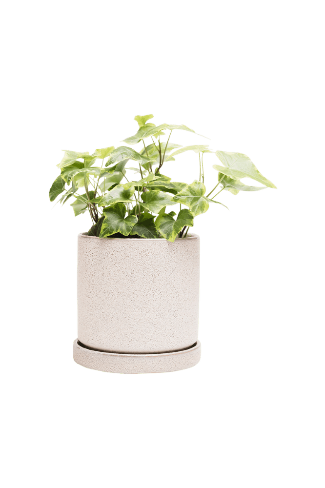 Minute Ceramic Pot And Saucer Set With Drainage - Chive Ceramics Studio - Pots - Chive Ceramics Studio