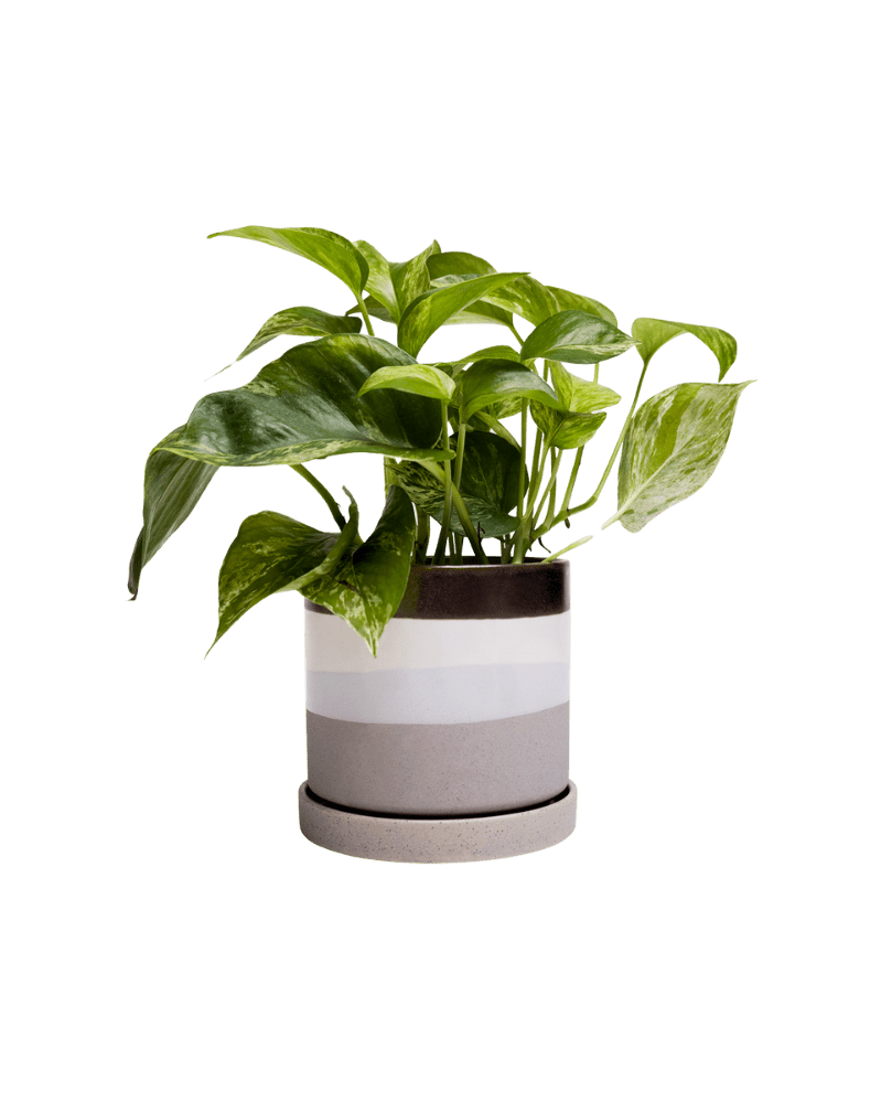 Minute Ceramic Pot And Saucer Set With Drainage - Chive Ceramics Studio - Pots - Chive Ceramics Studio