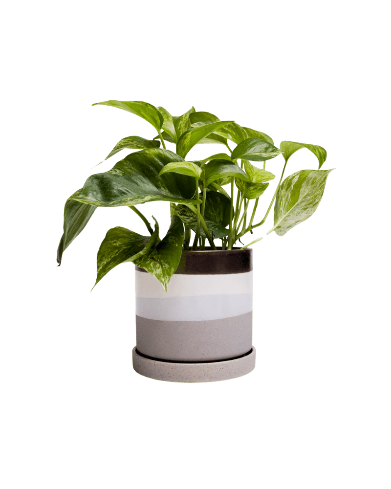 Minute Ceramic Pot And Saucer Set With Drainage - Chive Ceramics Studio - Pots - Chive Ceramics Studio