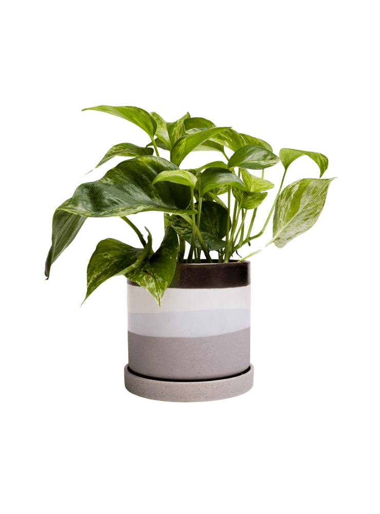 Minute Ceramic Pot And Saucer Set With Drainage - Chive Ceramics Studio - Pots - Chive Ceramics Studio