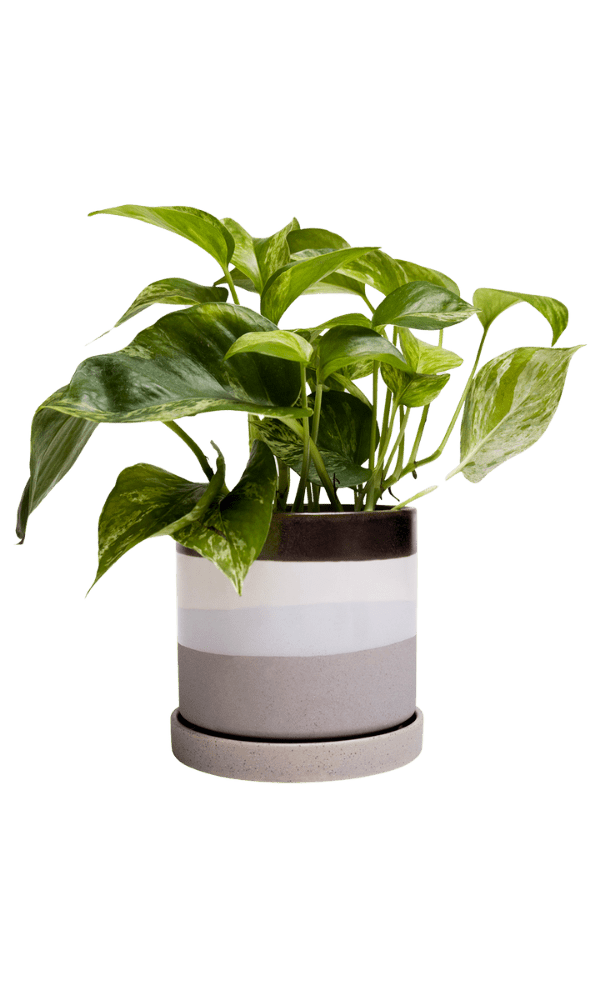 Minute Ceramic Pot And Saucer Set With Drainage - Chive Ceramics Studio - Pots - Chive Ceramics Studio