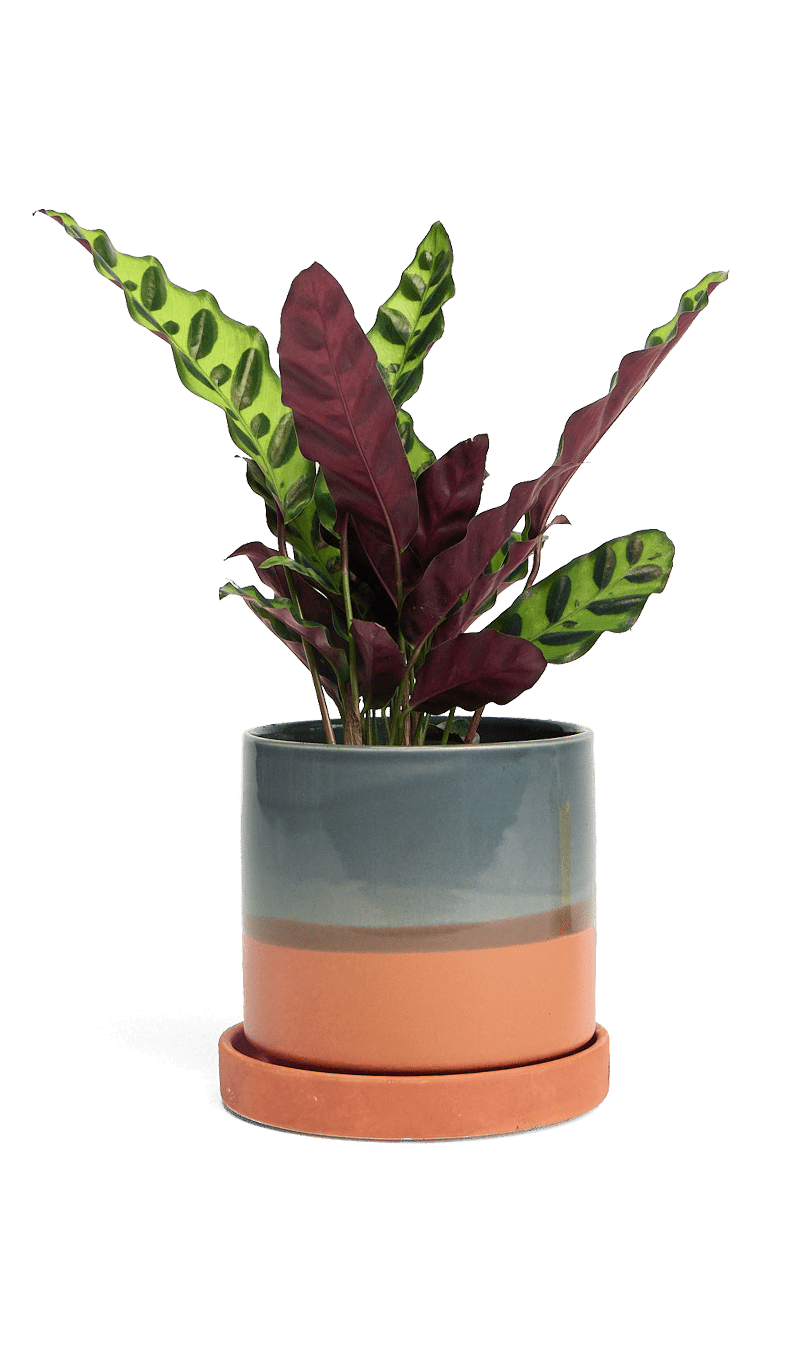 Minute Ceramic Pot And Saucer Set With Drainage - Chive Ceramics Studio - Pots - Chive Ceramics Studio